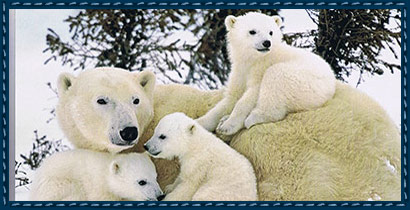 Before Digitizing: Picture from a calendar of a little girl who loves polar bears.
